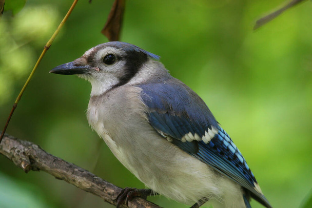 a closeup shot of a blue jay bird - Фото, изображение