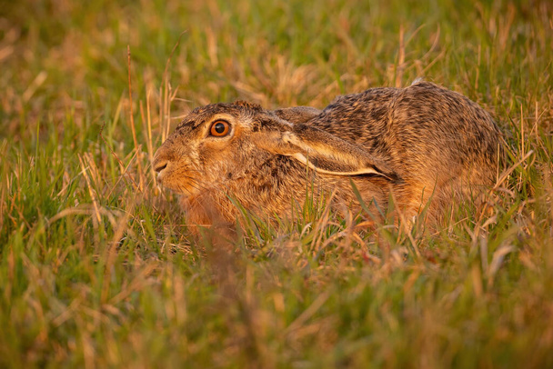 夏の夜の光の中で草の中に隠れブラウンウサギ - 写真・画像