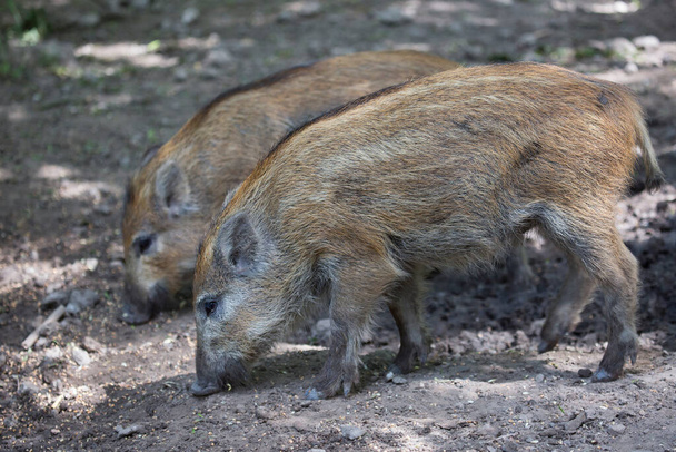 a closeup shot of a young cute brown pigs - Photo, Image