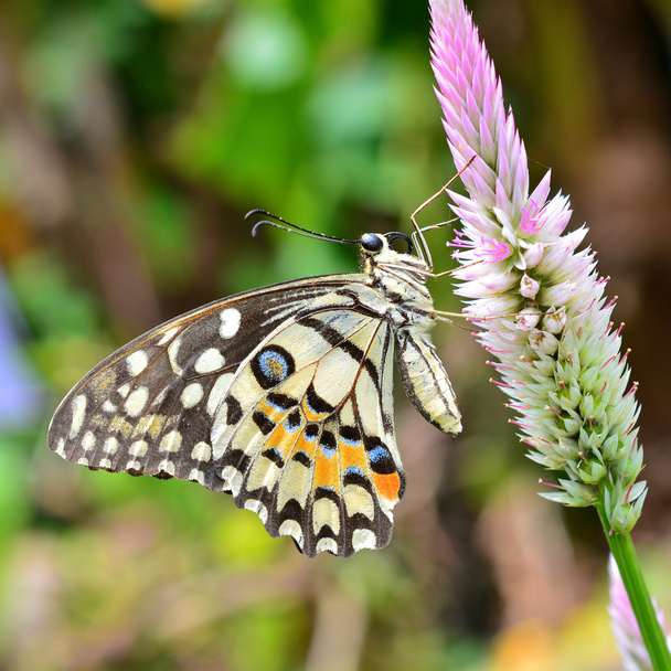 wapno motyl na kwiat - Zdjęcie, obraz
