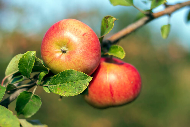 Różne czerwone jabłka na drzewie owocowym, gotowe do zbioru. Skupienie selektywne. - Zdjęcie, obraz