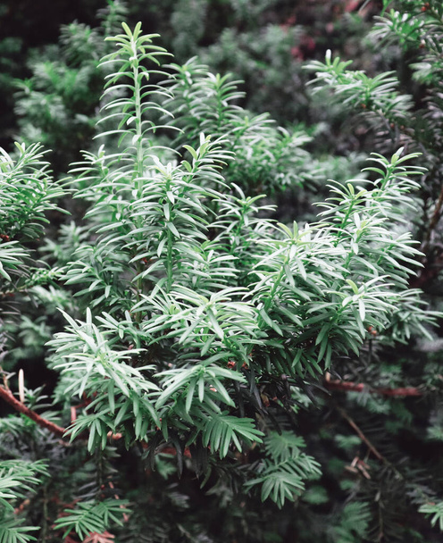 Hermoso abeto verde para el fondo de Navidad. Papel pintado de naturaleza - Foto, Imagen