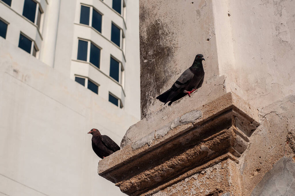 Pigeon birds standing together with friends.Pigeons sitting.Isolated pigeons.Portrait of birds.Birds in Penang, Malaysia.Group of birds.Group of pigeons and the dove.Bird couple. - Photo, Image