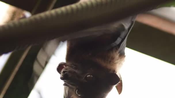 Великий індійський фруктовий кажан висить - Pteropus giganteus - Кадри, відео