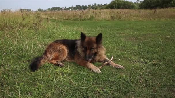 Német juhászkutya. A kutya a fűben fekszik. Van egy fa bot a közelben.. - Felvétel, videó