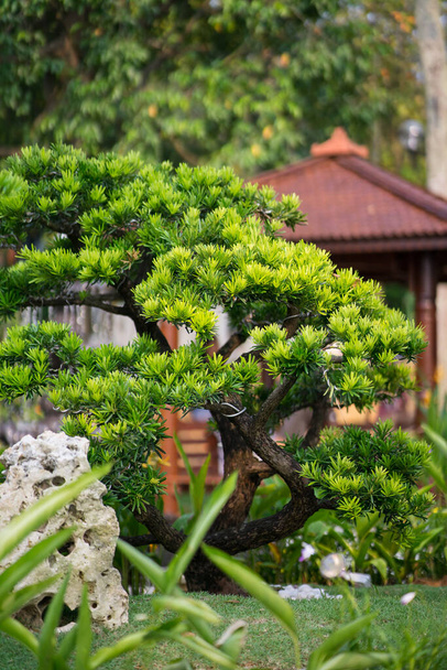Bomen van Bonzai in Royal Floria, Putrajaya. - Foto, afbeelding