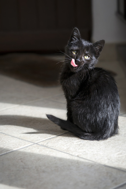 Negro gato lamiendo sus labios
 - Foto, Imagen