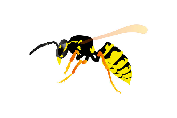 vespa ape icona piatta insetti vettore mammifero illustrazione - Vettoriali, immagini