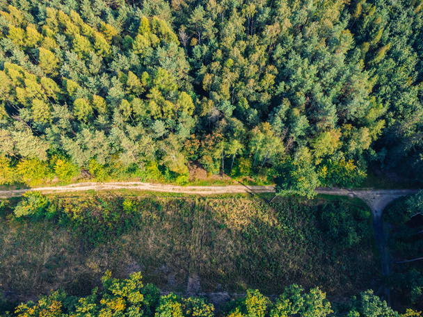 Aerial view of a forest footpath from a height. The trees are visible from above, the forest is in autumn colors. - Valokuva, kuva