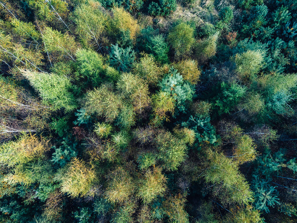 View from a height down on the autumn forest. Beautiful green autumn colors of trees. - Foto, Imagem