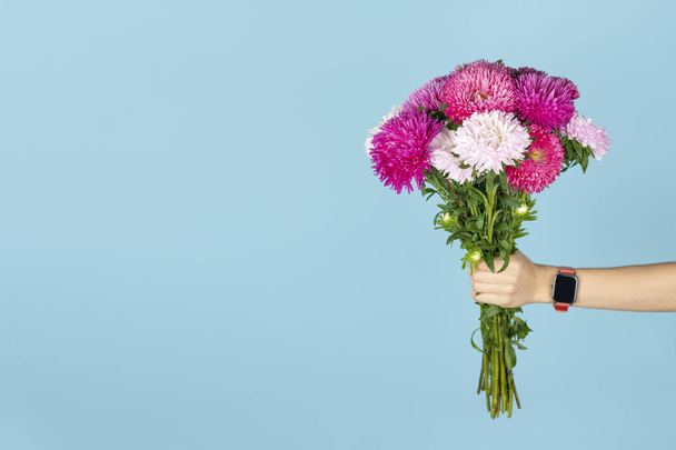 A large bouquet of beautiful pink and white asters in hand isolated on blue background. Autumn flowers bouquet. Banner with copy space. Asters symbolize love, wisdom and faith - Photo, image