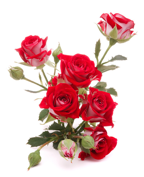 Red rose flowers bouquet - 写真・画像