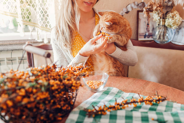 家のキッチンの枝から海のクロウメモドキの果実を取り除きながら猫と遊ぶ女性。秋の収穫を助けるペット. - 写真・画像