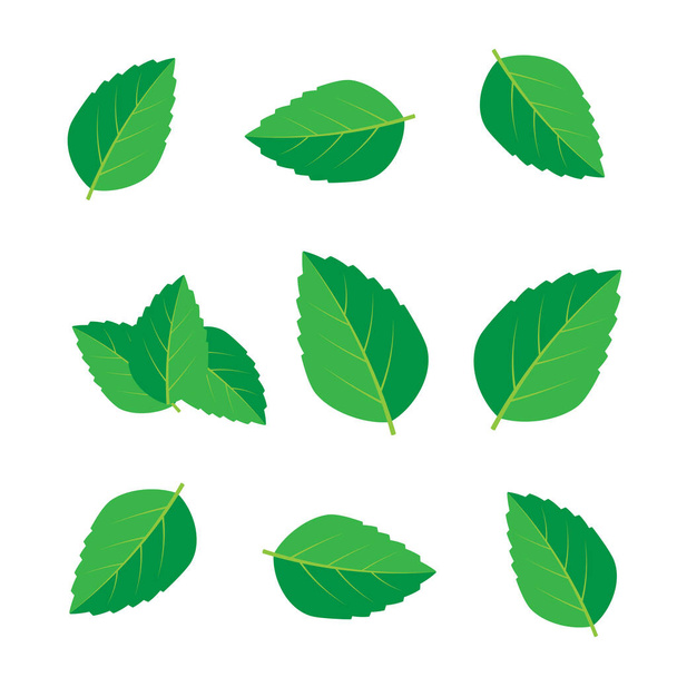 Ensemble d'illustrations vectorielles vert menthe. Vecteur de logo Menthe - Vecteur, image
