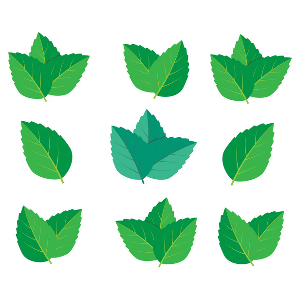 Mintgrünes Vektorillustrationsset. Mint Logo Vektor - Vektor, Bild