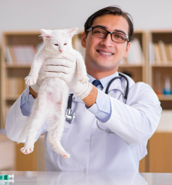 Gatito blanco visitando veterinario para chequear
 - Foto, Imagen