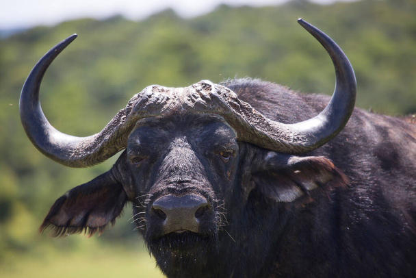búfalo en el campo - Foto, imagen
