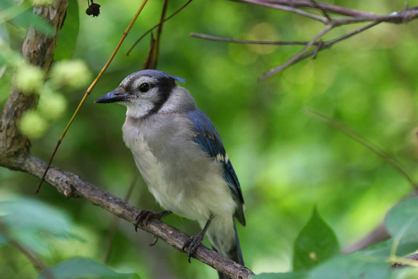 un primo piano di un uccello gay blu - Foto, immagini