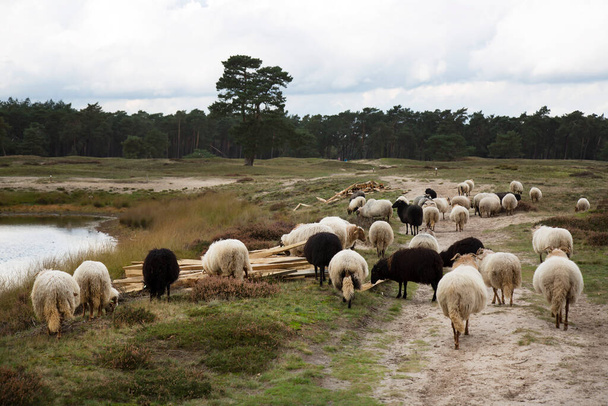 flock of sheep grazing for natural management of the nature reserve - Photo, Image