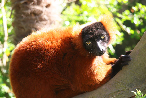 een close-up shot van een schattige rode ruffed lemur, Varecia rubra - Foto, afbeelding