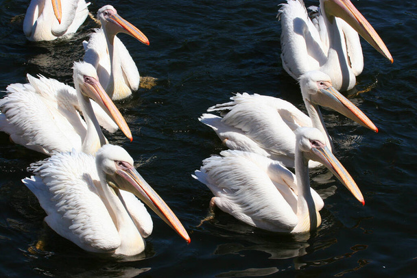 fehér pelikánok a vízben - Fotó, kép