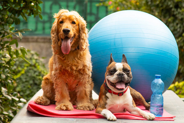 cute cocker spaniel i Boston Terrier gotowy do lekcji pilates, fotografia koncepcyjna fitness, fotografia humorystyczna, psy jako ludzie - Zdjęcie, obraz