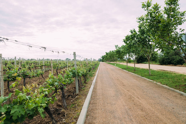 Виноградная плантация в начале лета. Развитие молодых сортов винограда. На фоне туманного неба. Грунтовая дорога идет вдоль - Фото, изображение