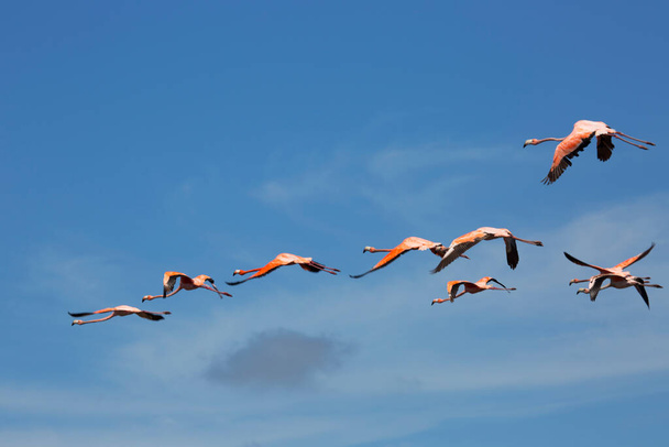 troupeau d'oiseaux volant dans le ciel - Photo, image