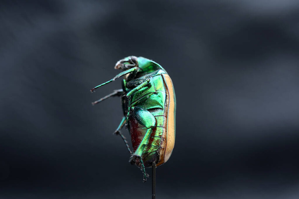 Зелений скарабей. Джун Баг. Скарабей Бітл. Скарабей Бітл. Macro Close Up: Cotinis mutabilis, AKA, Fig Eater Beetle і Green Fruit Beetle. Ізольований на білому. Його природним середовищем проживання є переважно південно-західні Сполучені Штати та Мексика. Комахи - Фото, зображення