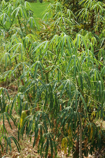 Hojas de mandioca en el árbol. Indonesio lo llaman singkong - Foto, Imagen