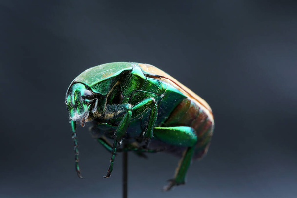 Vihreä skarabeekuoriainen. Kesäkuuntelulaite. Skarabeekuoriainen. Skarabeekuoriainen. Makro Lähikuva näkymä Cotinis mutabilis, AKA, Fig Eater Beetle ja Green Fruit Beetle. Eristetty valkoisella. Sen elinympäristö on pääasiassa Lounais-Yhdysvallat ja Meksiko. Hyönteinen - Valokuva, kuva