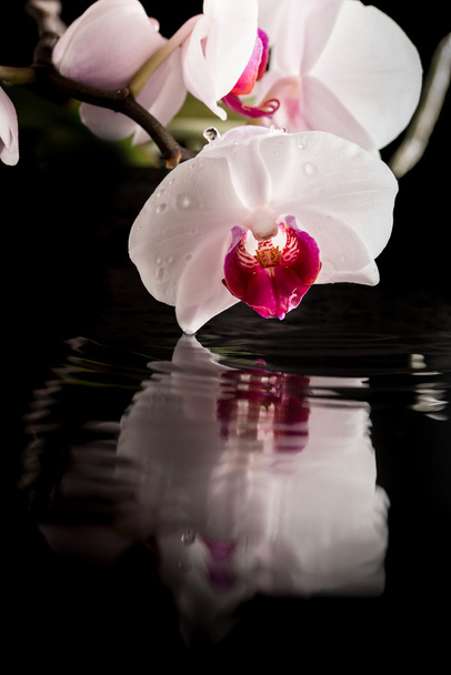 Flowering white orchid with water reflection - Fotoğraf, Görsel