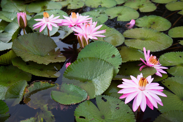 beautiful pink lotus flowers in the garden  - Фото, изображение