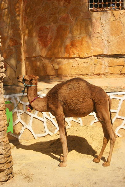 καμήλα στην έρημο - Φωτογραφία, εικόνα