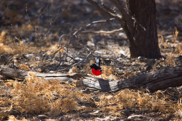 Красногрудый крикун, Laniarius atrococcineus, ищет пищу на дне пустыни - Фото, изображение