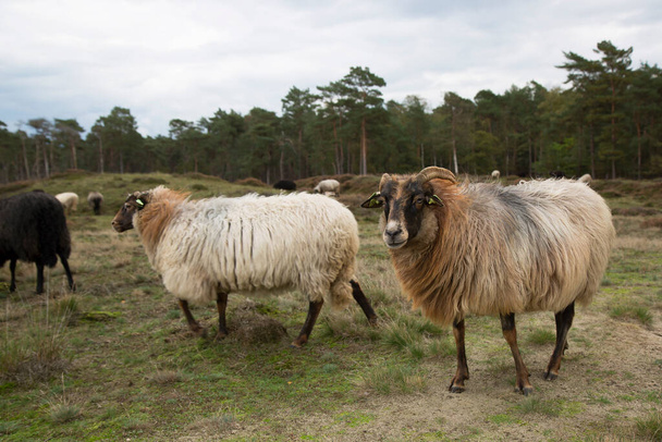 flock of sheep grazing for natural management of the nature reserve - Photo, Image