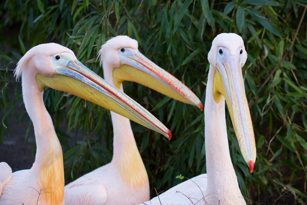 пелікани на річці
 - Фото, зображення