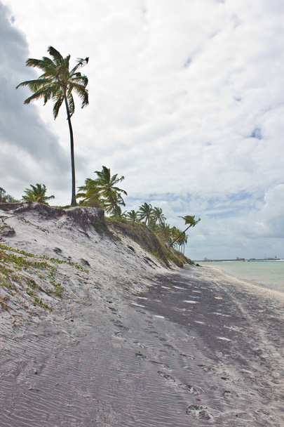 Kokosowe drzewo na plaży porto de galinhas - Zdjęcie, obraz