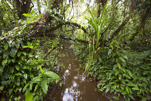 dichte tropische wolkenbos met een ondoordringbare wirwar van planten genaamd kustlijn Atlantische regenwoud, Brazilië - Foto, afbeelding