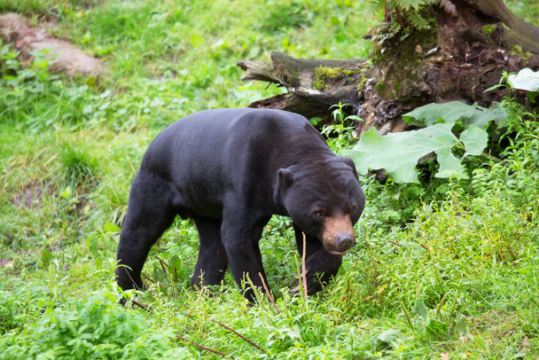 mangeant des ours soleils, Helarctos malayanus, marchant sur les champs d'herbe en forêt ouverte  - Photo, image