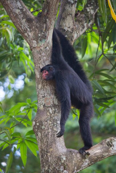monkey in jungle, natural habitat  - Photo, Image