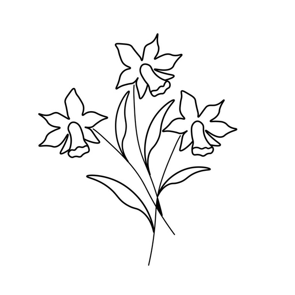 Contour daffodil isolated vector flowers - Vektör, Görsel