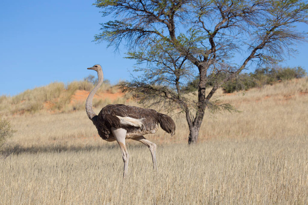 joven avestruz común, Struthio camelus caminando juntos en las llanuras abiertas y pastando - Foto, Imagen