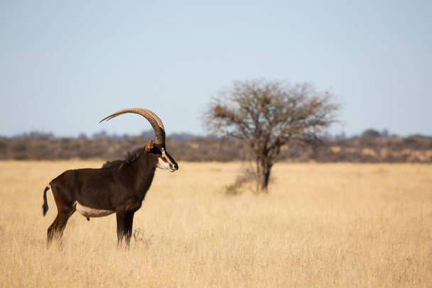 Sable Antelope, hippotragus niger - Fotografie, Obrázek