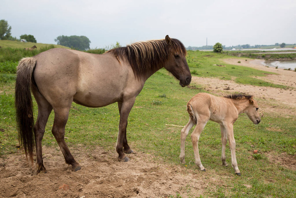 свободнобродячие дикие лошади коник вдоль береговой линии реки и дамбы, материнская любовь к кобыле с жеребцом - Фото, изображение
