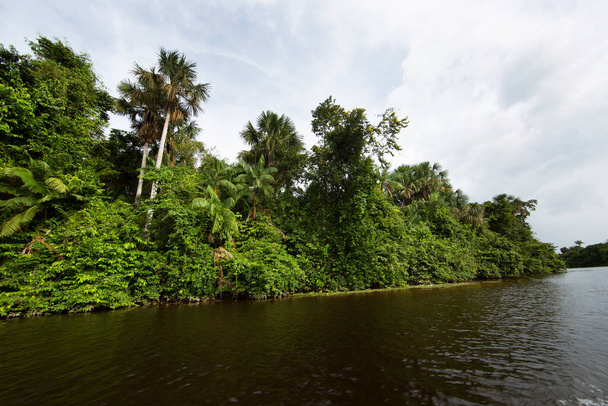 зелень джунглів відображається в річковій воді
 - Фото, зображення