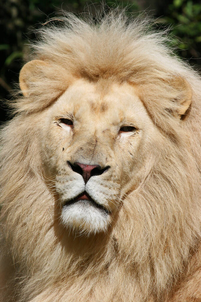 Großer weißer Löwenmännchen  - Foto, Bild