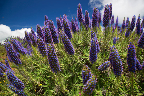 duży niebieski kwiat głów duma Madery, candicans Żmijowiec, - Zdjęcie, obraz