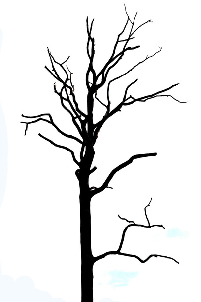 arbre mort sur fond blanc. - Photo, image