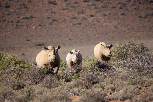 rinoceronte de labio gancho o negro, Diceros bicornis, caminando por los matorrales bajos en un valle del desierto de Karoo - Foto, Imagen